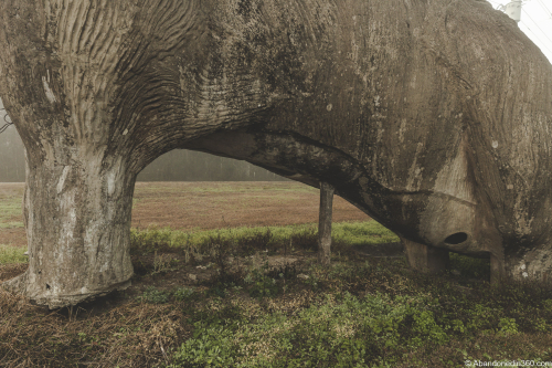 The Lake Lindsey Dinosaur