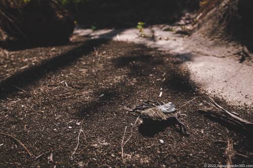The abandoned paradise mini golf complex on Merritt Island, Florida.
